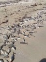 Veda en Yucatán ante marea roja causa disgusto; pescadores ven pérdidas