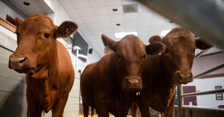 This parasite poses an emerging threat to livestock, food security