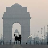 Indian top court orders roundup of stray dogs in Delhi
