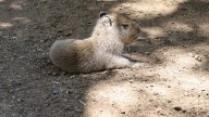 Causa furor y ternura capibara bebé en Bioparque Estrella de Nuevo León