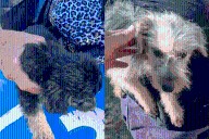 Recuperaron 17 perros tras una denuncia por maltrato animal en Concordia