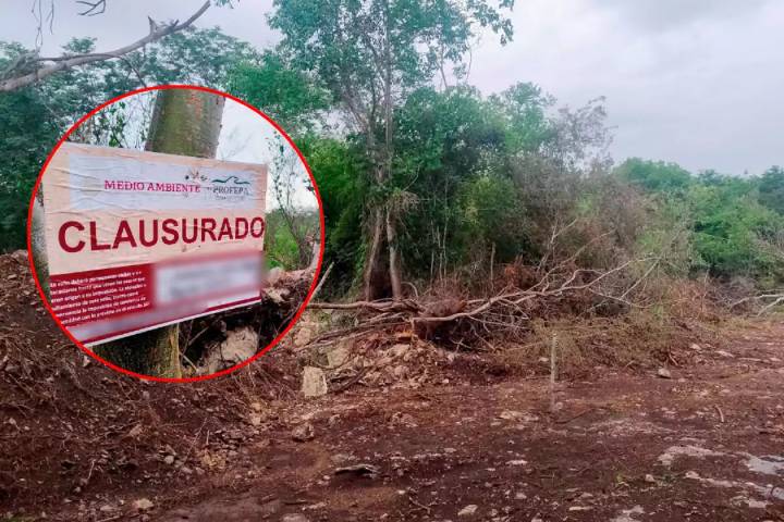 PROFEPA clausura predio en Mérida por devastación de selva en la Reserva Cuxtal