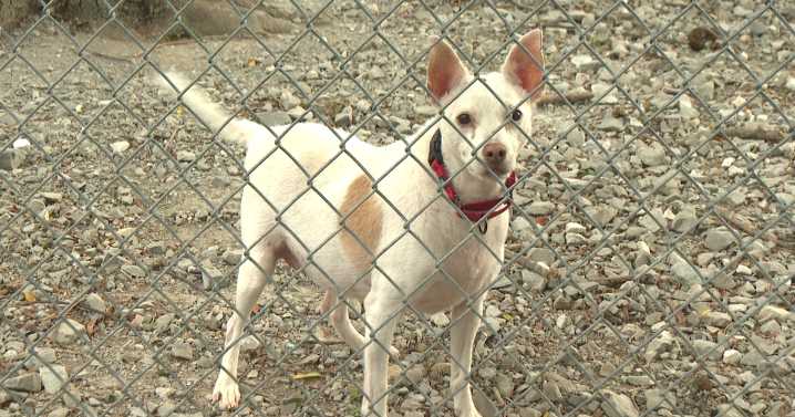 CMHS temporarily suspends dog intake due to dog viruses