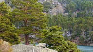 La razón por la que Soria se ha librado de los incendios pese a tener la mayor superficie forestal: un "milagro"