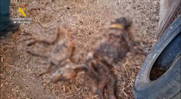 Hallan más de 30 perros muertos por abandono en una finca de la provincia de Badajoz