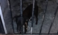 “Encarcelan” a un perro en Sisal por morder a tres personas