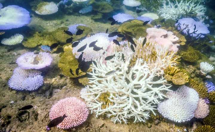 La Gran Barrera de Coral sufre el blanqueamiento “más extenso” jamás registrado