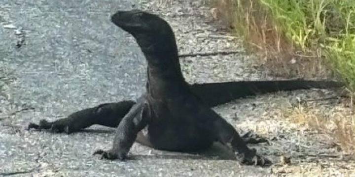 Massachusetts monitor lizard gives cops the slip – again; warn residents about risk to pets
