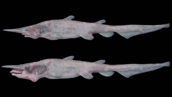 The Goblin Shark Has The Fastest Jaws In The Ocean, Firing Like A Slingshot At Speeds Of 3.1-Meters