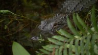 Woman hospitalized following gator attack on hiking trail near Naples 