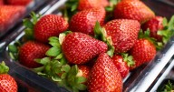 ¿Cuál es la manera correcta de limpiar las fresas para desinfectarlas?