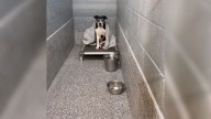 Kansas Senior Dog Overlooked For A Year Lights Up When Someone Stops To Visit