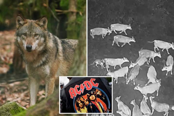 AC/DC has wolves 'thunderstruck' in rockin' new way to protect cattle: