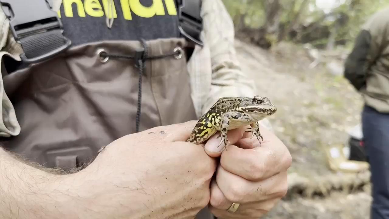 Red-legged frog is heard again in California with help from Mexico and AI