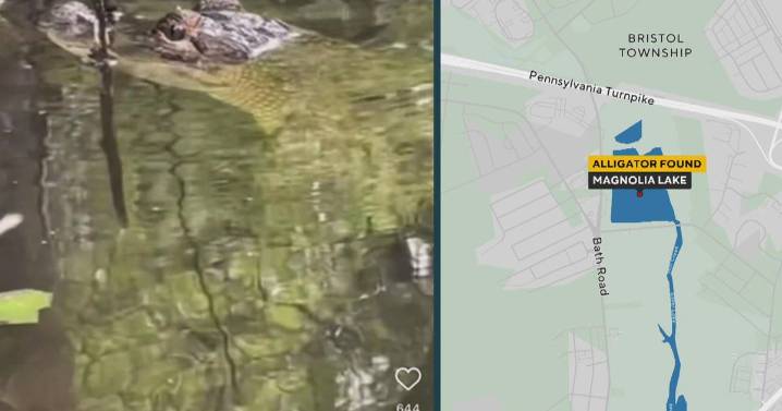 Alligator spotted swimming in the area of Magnolia Lake in Bucks County, Pennsylvania