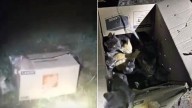 Indiana Woman’s Routine Dog Walk Takes An Unexpected Turn After A Shocking Discovery In A Cardboard Box