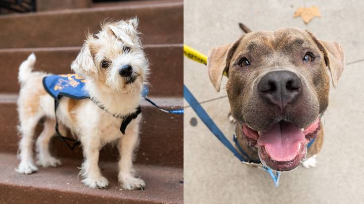 Adopt This Dogue!