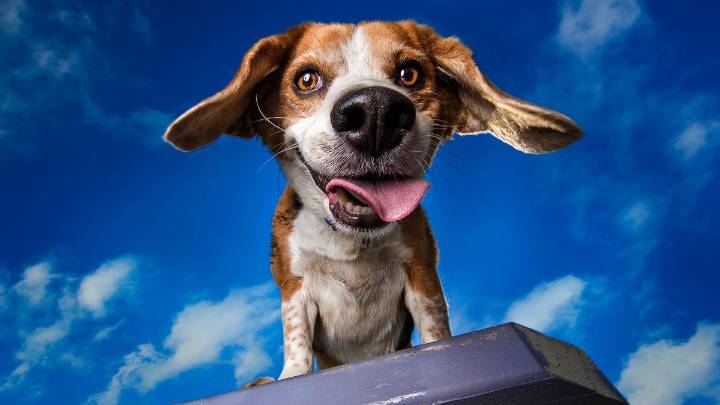 This Photographer Helps Adoptable Dogs With Beautiful Photos