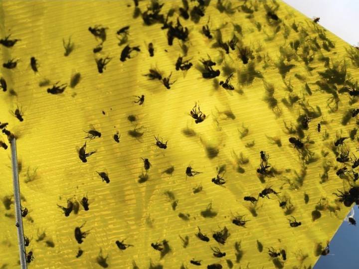 First human screwworm case in years confirmed in Maryland