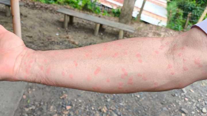 Inician prueba piloto para el control de la moscasilla en San Pablo de Borbur