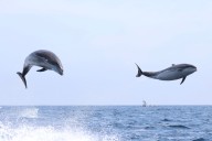 Video: Dolphins jump 10 feet into air off California coast