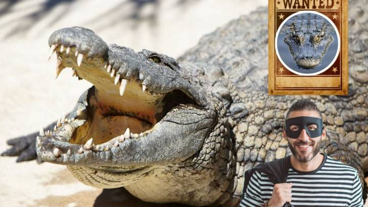 Investigan el robo de un cocodrilo en pleno zoológico de Veracruz; esto se sabe