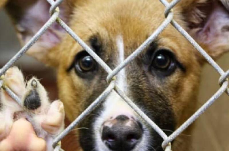 Fiscalía sancionará el maltrato animal con penas de cárcel de 6 años