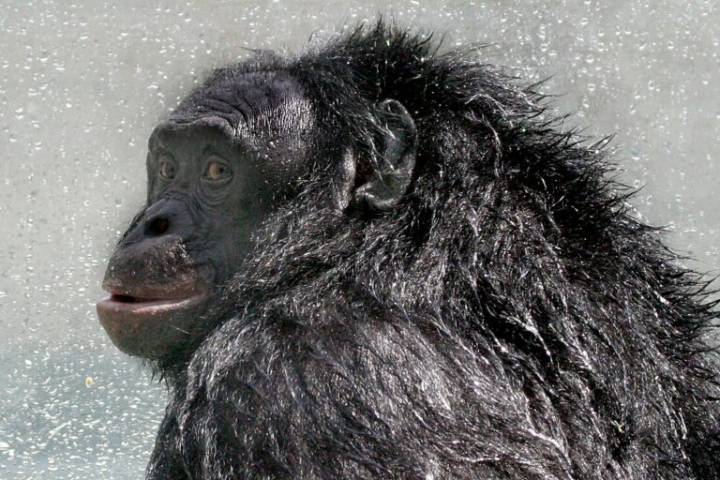 Bonobos keep track of groupmates even when they can’t see them, study finds