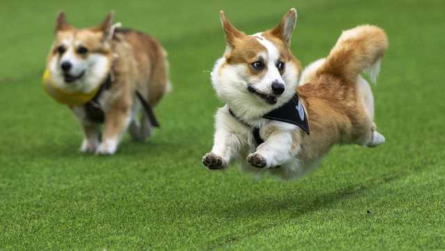 Little legs, big dreams: More than 100 teams compete in Lithuania's international Corgi race