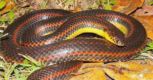 Florida wildlife officials want your help finding a snake so rare it hasn't been seen in years