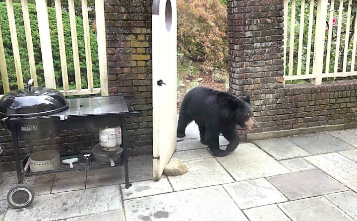 Greenwich Resident’s Backyard Bear Visit Sparks Safety Warnings and Precautions