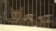 Carbon County cat shelter in need of donations during ringworm outbreak