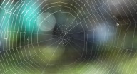 Arañas que encontramos en casa en Extremadura y por qué no debemos matarlas