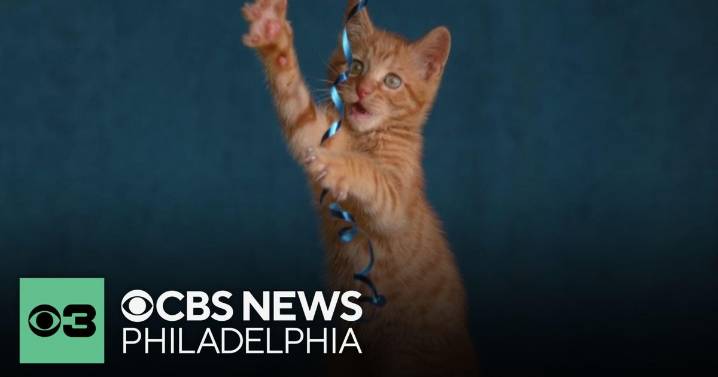 Interesting facts you might not know about cats