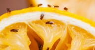 How to 'instantly' kill fruit flies using items you already have in your kitchen