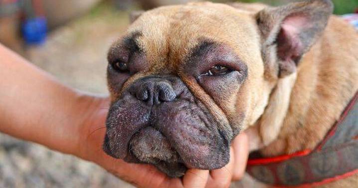 'I'm a vet and if you're pet is stung by a wasp you must do this immediately'