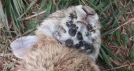 Why are Colorado rabbits growing tentacles and horns?
