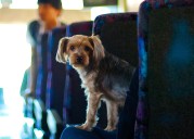 Lost Dog Boards Public Bus Alone and Sparks City
