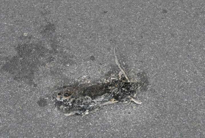 Rat problem gnawing at residents of Towson neighborhoods