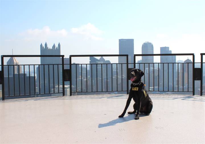Steeler the Labrador enters final four of TSA's Cutest Canine Contest