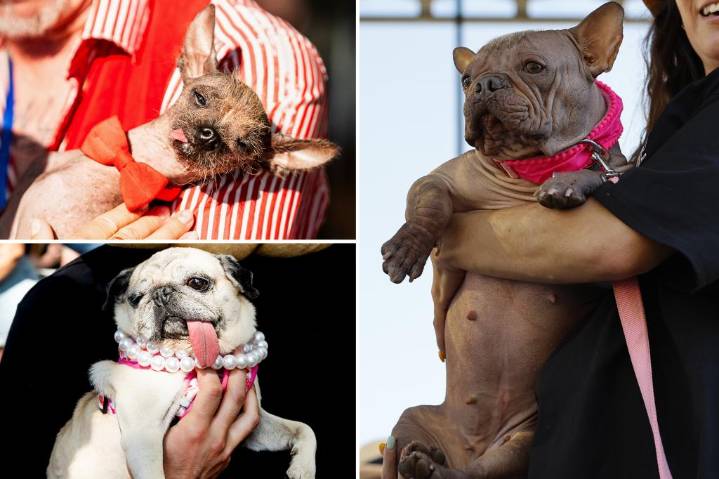 World's Ugliest Dog 2025 winner is a bulldog named Petunia