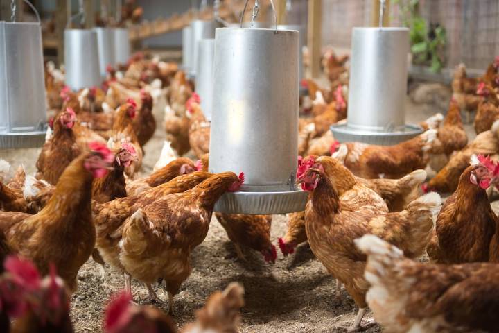 Alerta por brote de influenza aviar: SAG suspende temporalmente importaciones avícolas desde Argentina