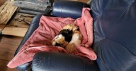 Guinea pigs find their way home from the humane society