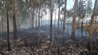Controlado un incendio forestal en As Pontes