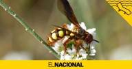 La planta que debes tener en el balcón si no quieres ver ni una avispa este verano