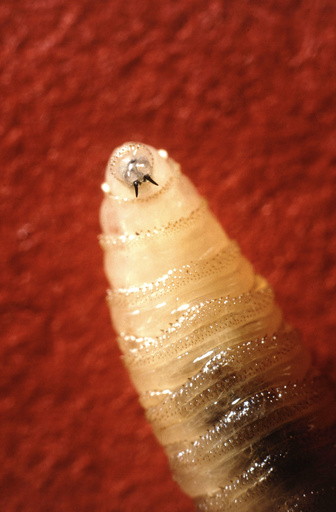 Habitante de Maryland es diagnosticado con gusano barrenador. Qué hay que saber