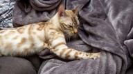 Why Do Cats Knead?
