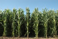 Las plantas de maíz se comunican entre sí para defenderse cuando están muy juntas