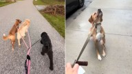Florida Woman Adopts Dog For Only $10, Then Learns His Shocking Habit During Walks