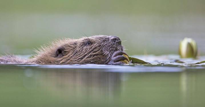 Beavers to be reintroduced to this place for first time in 400 years
